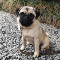 واگذاری سگ پاگ