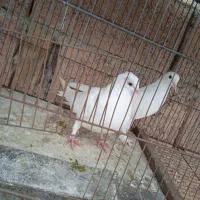 ۲ عدد کبوتر