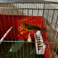 قناری ماده ارجینال