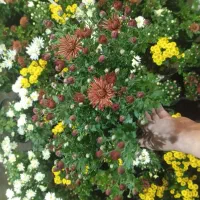 گل داوودی خیلی پر بوته ۵۰ تومن|گل و گیاه طبیعی|رشت, حمیدیان|دیوار