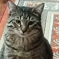 گربه ۱۰ ماهه