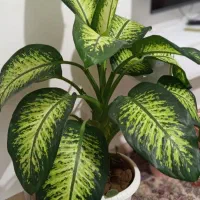 فروش گل دیفن باخیا