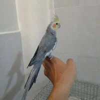 عروس هلندی نر ۱۰ ماهه