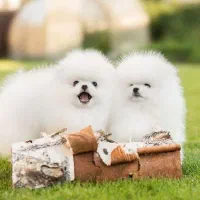 سگ های پامرانین/شیتزو/فنجونی|سگ|شیراز, تاچارا|دیوار