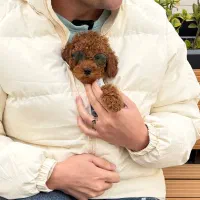 پودل کده توله سگ تربیت شده توی پودل رد دارک‌