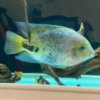 ویجا سینسیلا اوور سایز