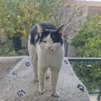 نیازمند جای امن|گربه|شیراز, اصلاح‌نژاد|دیوار