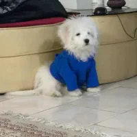 توله سگ عروسکی