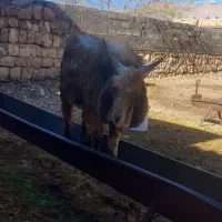 فروش چبش بزلی