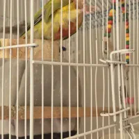 طوطی گیرینچیک نر|پرنده|نجف‌آباد, یزدانشهر|دیوار