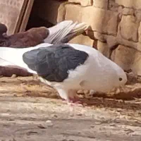 کبوتر گمشده دو عدد|حیوانات|یزد, |دیوار