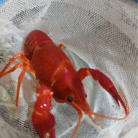 ماهی اسکار وارداتی شرت بادی لابستر فلاور اکواریوم