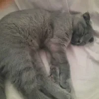 گربه بریتیش واسکاتیش|گربه|قزوین, |دیوار