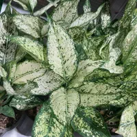 فروش انواع گل آپارتمانی و انواع گلدان
