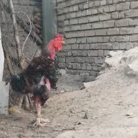 خروس