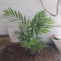 گل و گیاه شامادورا