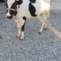 گوساله ماده نژاد شیری