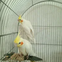عروس هلندی نروماده جفت نیمه دستی زعفرانی لوتینو|پرنده|اصفهان, خواجو|دیوار