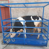 باسکول دامکش گوسفندکش وگوساله کش