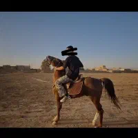 اسب|اسب و تجهیزات اسب‌سواری|بردسکن, |دیوار