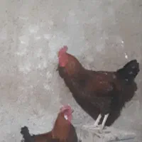 خروس جوان|پرنده|خمینیشهر, |دیوار