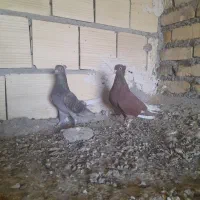کبوتر|پرنده|بافق, |دیوار