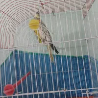 معاوضه عروس هلندی ماده آماده با قناری ماده