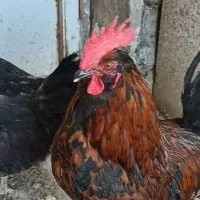 خروس بومی نژاد مارانزمسی