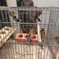 سهره  نر|پرنده|محمدیه-قزوین, |دیوار