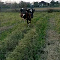 گاو با گوساله..|حیوانات مزرعه|رشت, نیکمرام|دیوار