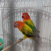 کوتوله وعروس هلندی|پرنده|مشهد, ایثار|دیوار