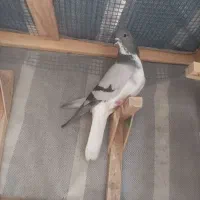 ماده سینه سیا بدرنگ سبز نر