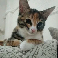 واگذاری گربه ماده