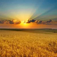 بذر گندم دروم