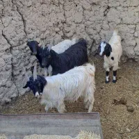 بزغاله سالم سرحال ۵تا ۳۰ میلیون|حیوانات مزرعه|کرج, شهرک الهیه|دیوار