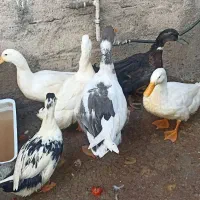 قوقاز و اردک