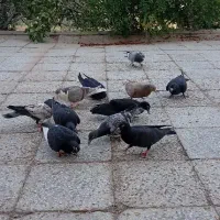 کفتر نر