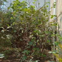 فروش نهال درخت انجیر سفید و انار شیرین بهشهر