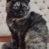 گربه نژاد دار|گربه|نیشابور, خط کاشمر|دیوار