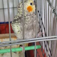 فروش یک جفت عروس هلندی|پرنده|دورود, |دیوار