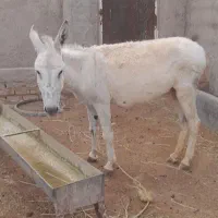 خرگوسفندی
