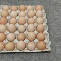تخم مرغ محلی خوراکی و نطفه دار