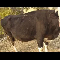 گاو سیمینتال،سومین شکم ابستن|حیوانات مزرعه|ازگله, |دیوار