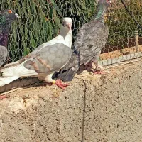 کفتر پشتی دوکت خطی|پرنده|شیراز, تندگویان|دیوار