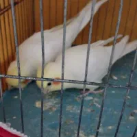 دوتا عروس هلندی