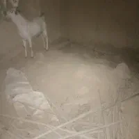 چکل و گیسه سومال جفت دوقلو|حیوانات مزرعه|وراوی, |دیوار