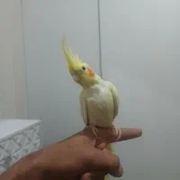 عروس هلندی|پرنده|اندیشه, اندیشه فاز ۵|دیوار