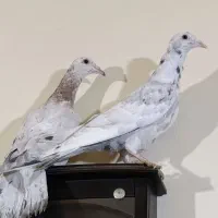 کبوتر زردهفرنگ|پرنده|ضیاء آباد, |دیوار