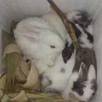 بچه خرگوش لپی|موش و خرگوش|جیرفت, |دیوار