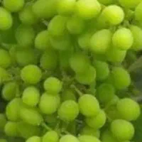 غوره ترش و خوشمزه